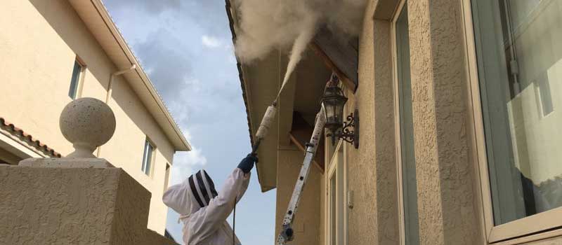 Pest Control in Clearwater, Florida