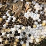 Yellow Jacket Removal in Cape Coral, Florida