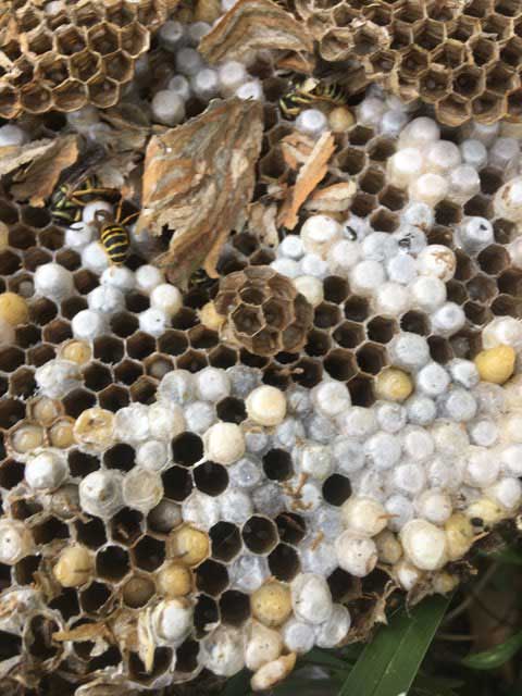 Yellow Jacket Removal in St. Petersburg, Florida