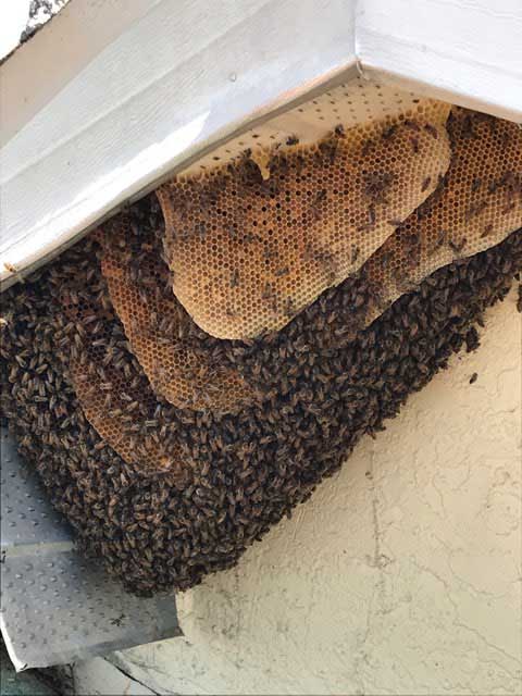 Stinging Insects in St. Petersburg, Florida