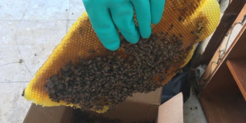 Pest Control Services in Lakeland, Florida