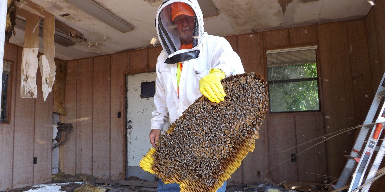Pest Extermination in Lakeland, Florida