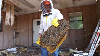 Wasp Control in Cape Coral, Florida
