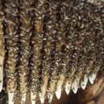 Honey Bee Removal in Orlando, Florida