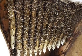 Honey Bee Removal in Orlando, Florida