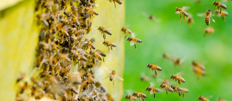 bee removal services