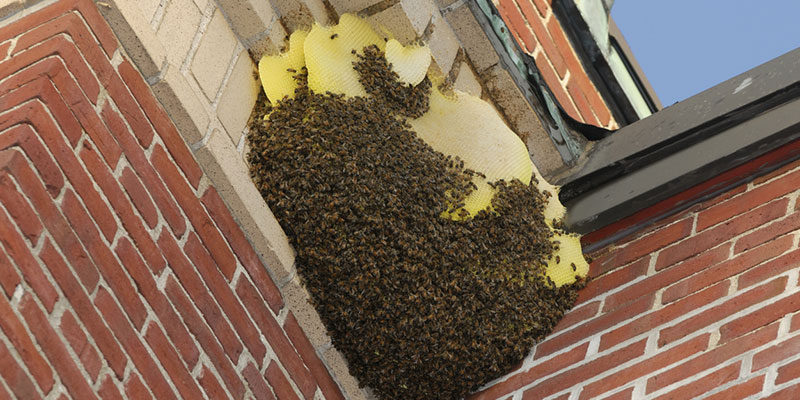 prevent bee swarms from entering your home