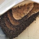 Beehive Removal