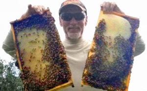 Professional Bee Removal in Seminole County, Florida