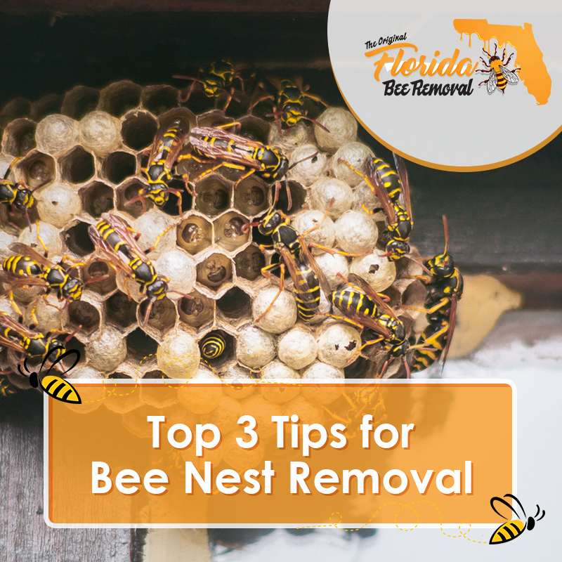 Top 3 Tips for Bee Nest Removal