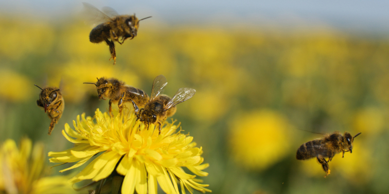 It’s common for people to be fearful for stinging insects