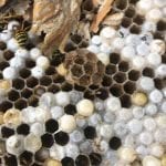 Yellow Jacket Removal