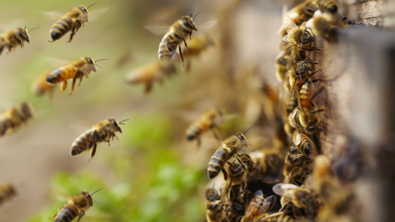 Adventures in Bee Removal and Relocation in Burlington, NC: Relocation From Farmhouse
