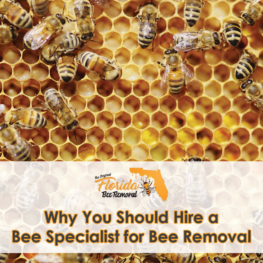 Why You Should Hire a Bee Specialist to Remove Bees from Your Property