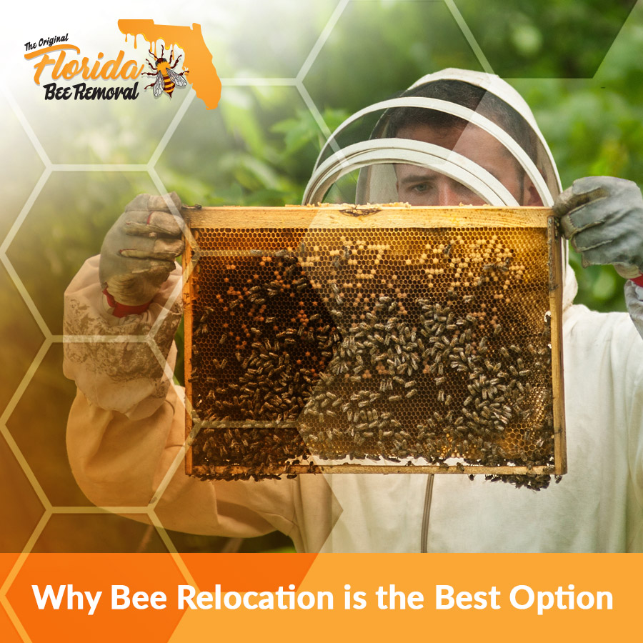 Why Bee Relocation is Better than Extermination