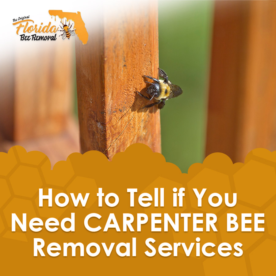 How to Tell if You Need Carpenter Bee Removal Services