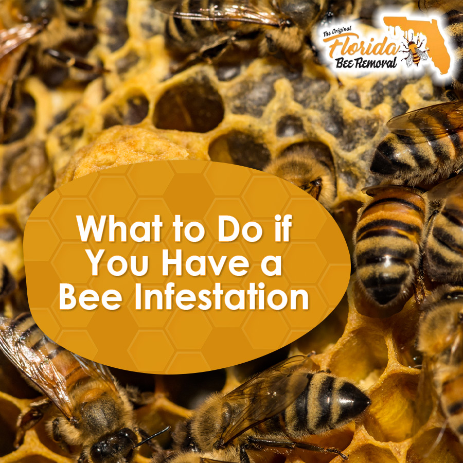 What to Do if You Have a Bee Infestation