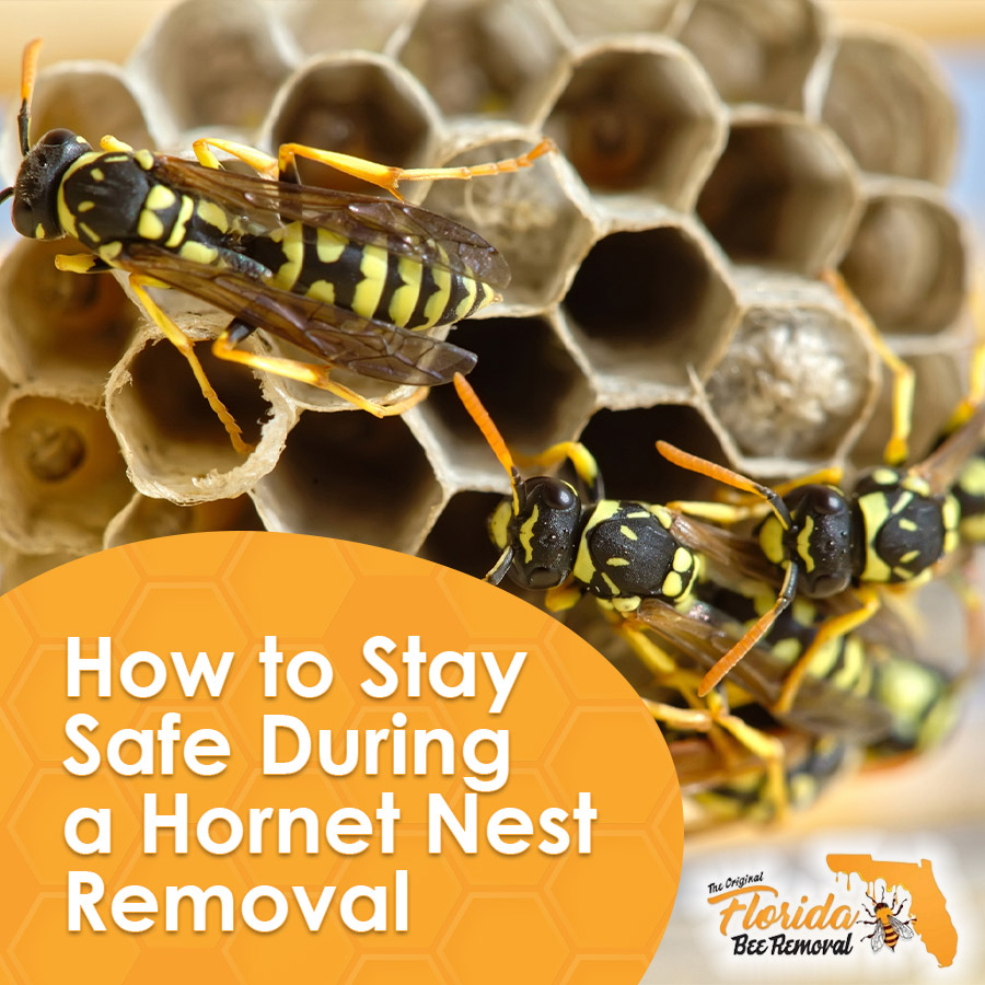 How to Stay Safe During a Hornet Nest Removal