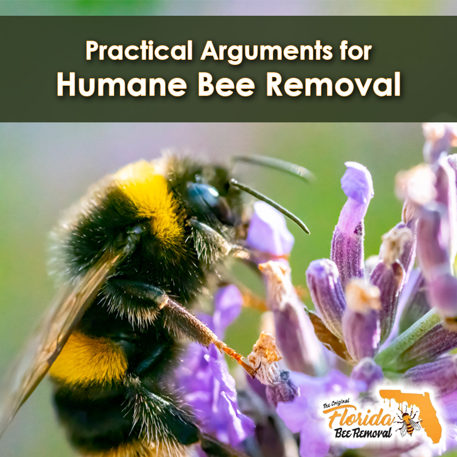 Practical Arguments for Humane Bee Removal