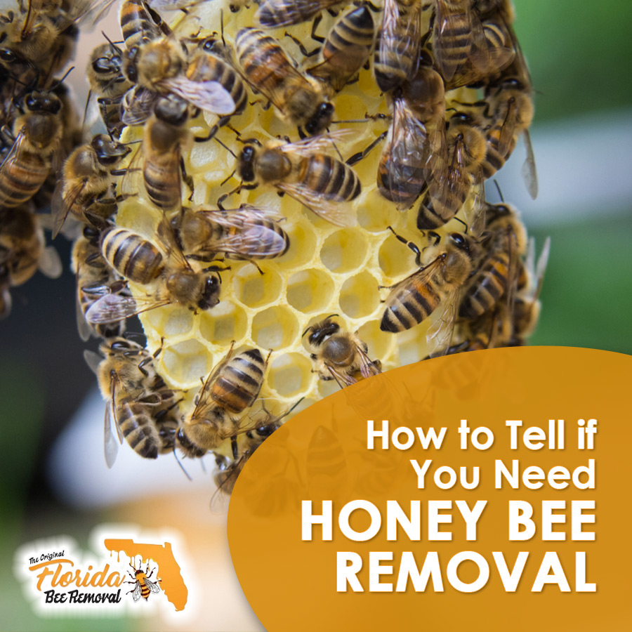 How to Tell if You Need Honey Bee Removal