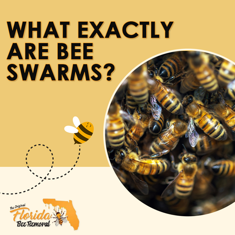 What Exactly Are Bee Swarms?