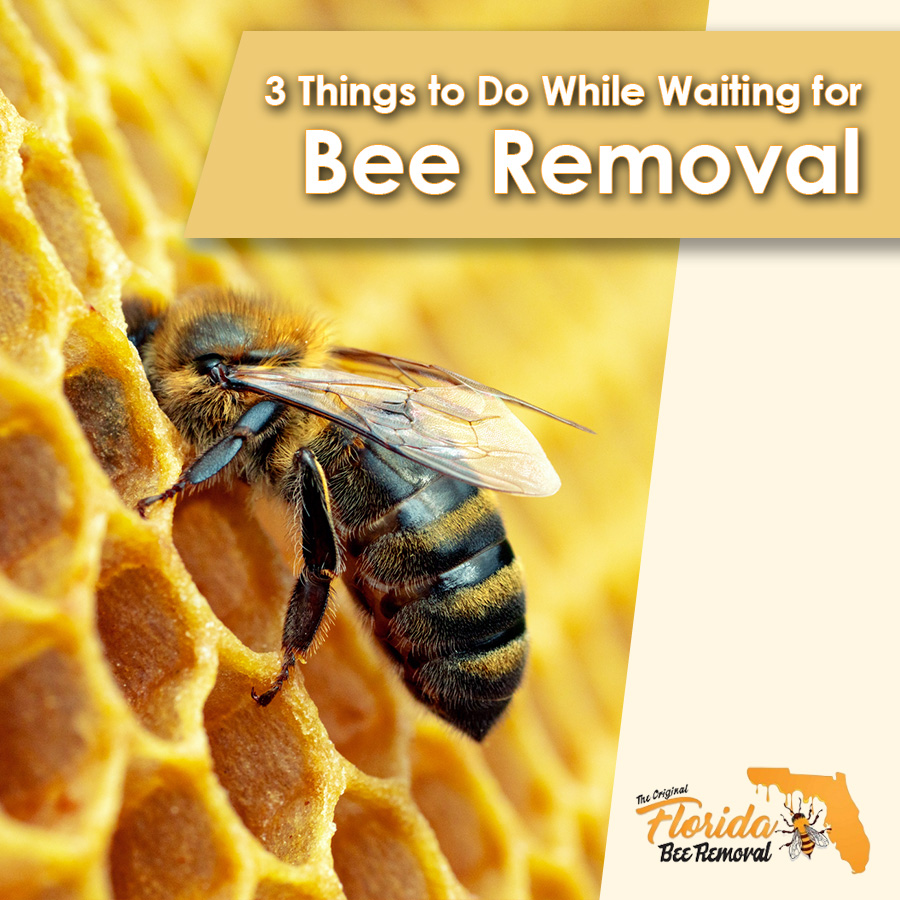 3 Things to Do While Waiting for Your Bee Removal Appointment