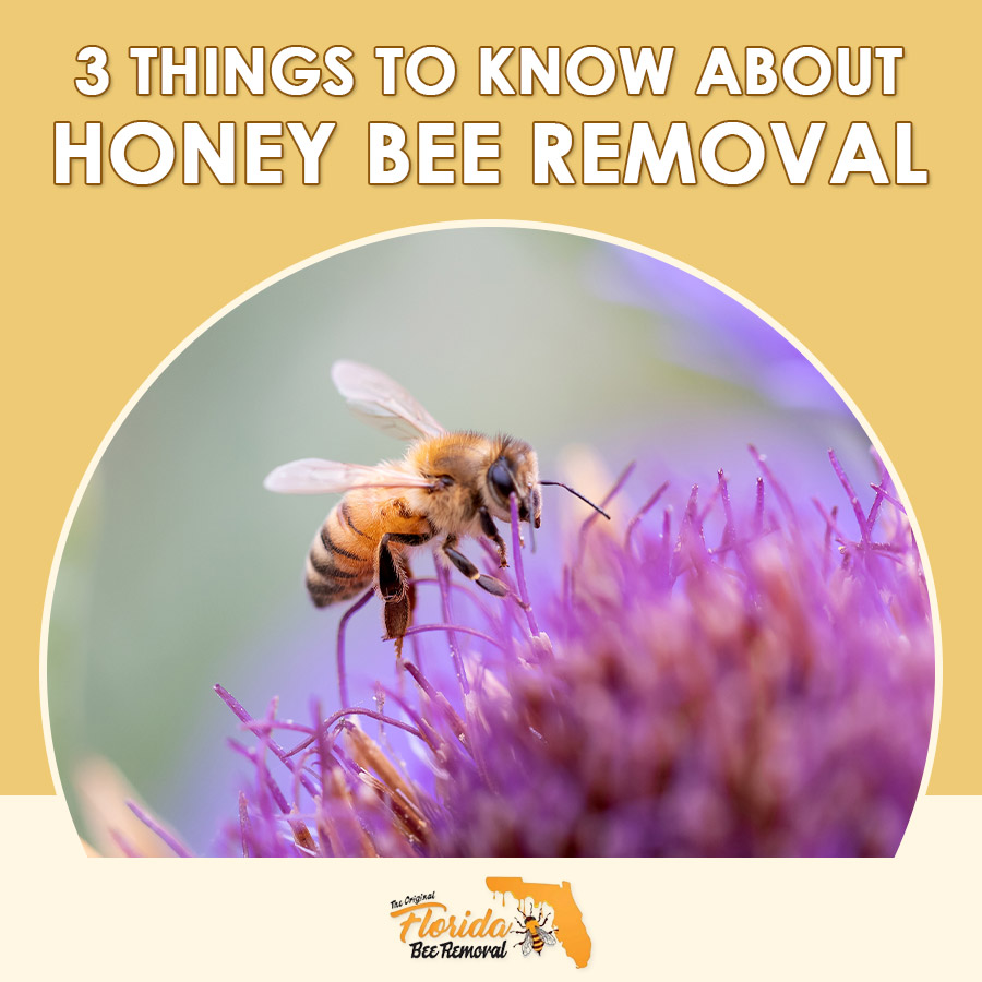 3 Things About Honey Bee Removal to Keep in Mind