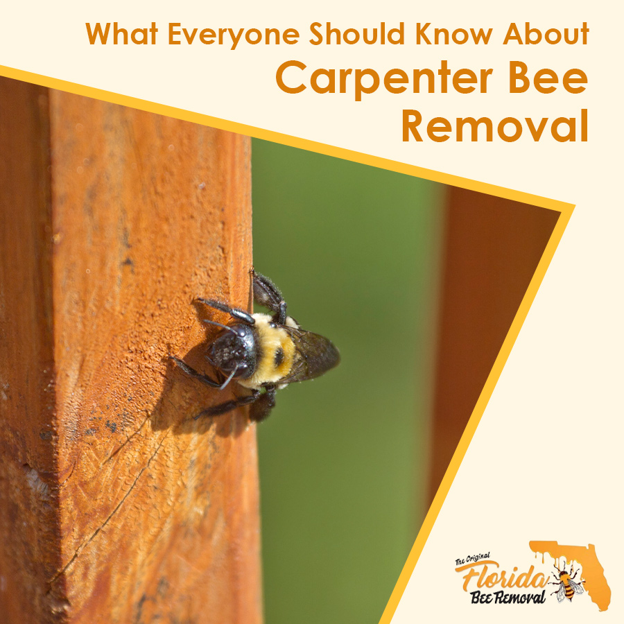 What Everyone Should Know About Carpenter Bee Removal