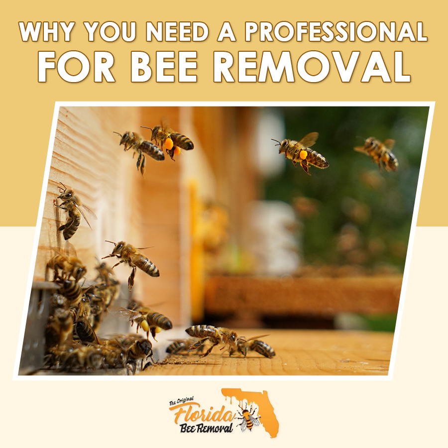 Why You Need a Professional for Bee Removal