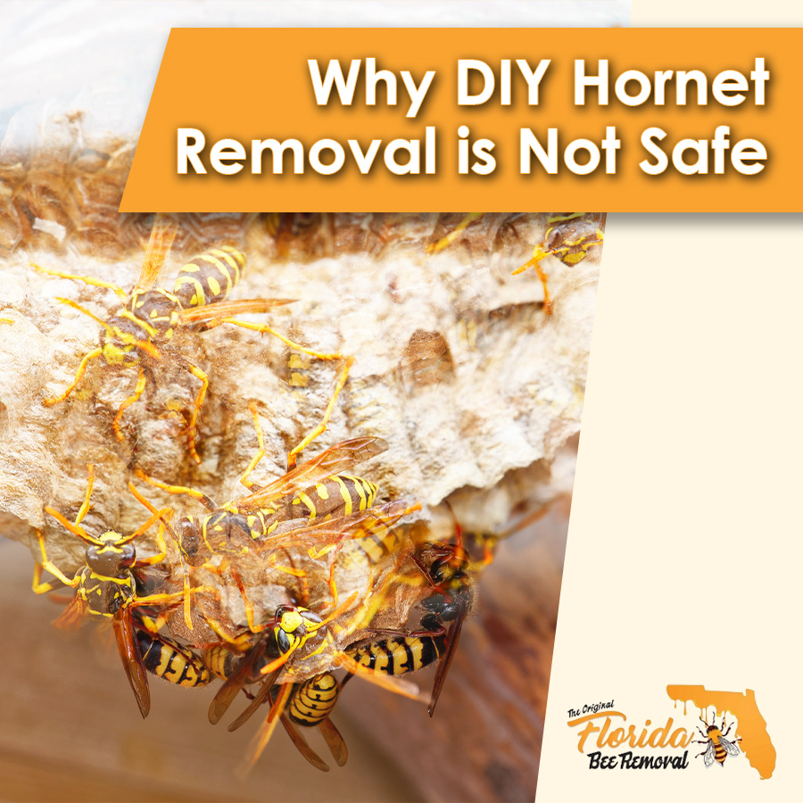 Why DIY Hornet Removal is Not Safe