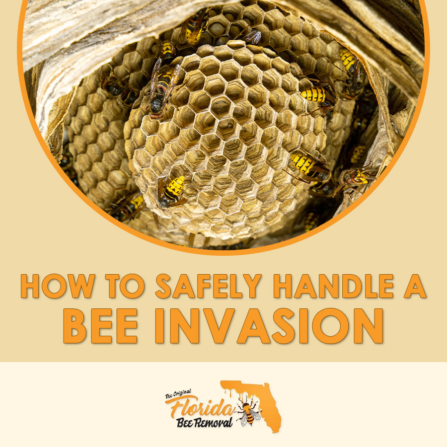 How to Safely Handle a Bee Invasion