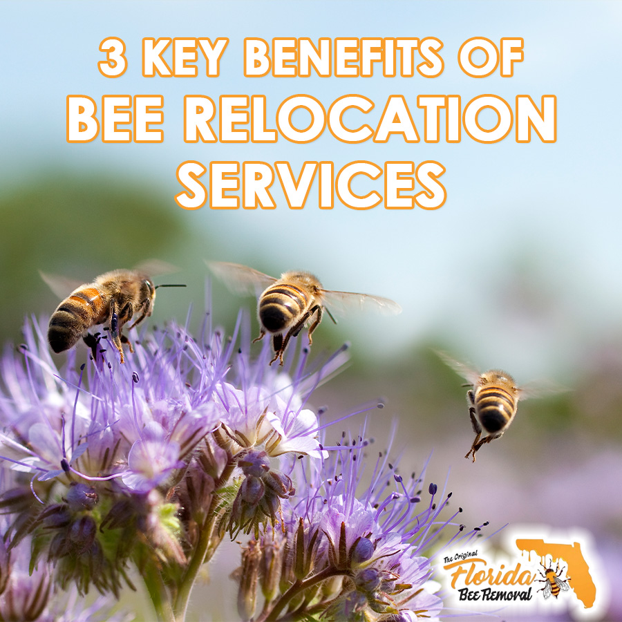 3 Key Benefits of Bee Relocation Services