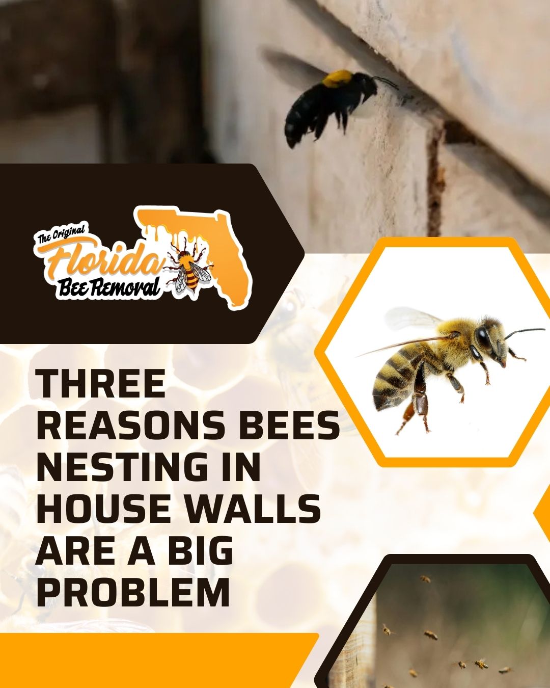 Three Reasons Bees Nesting in House Walls Are a Big Problem