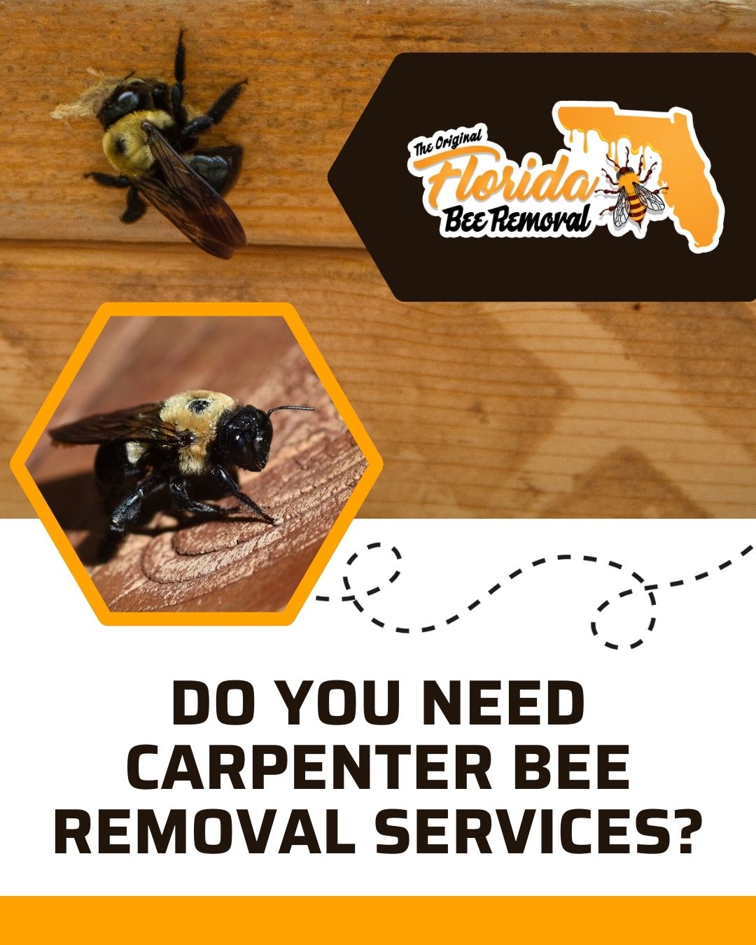 Do You Need Carpenter Bee Removal Services?