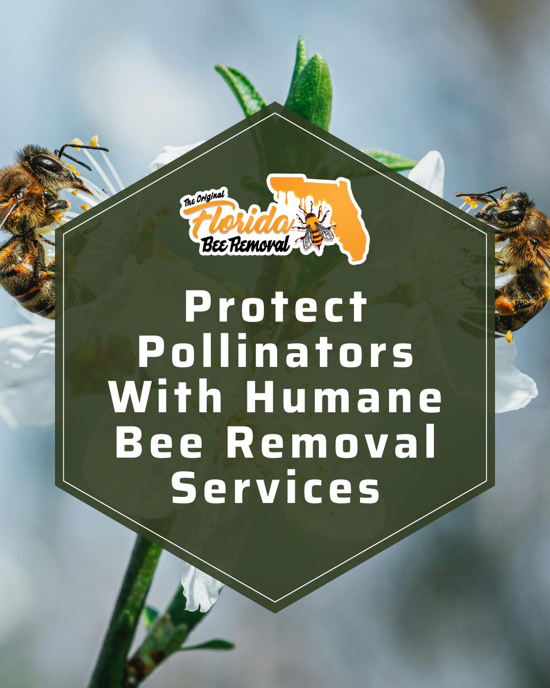 Protect Pollinators With Humane Bee Removal Services