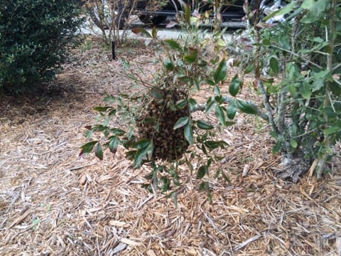 Florida Bee Removal