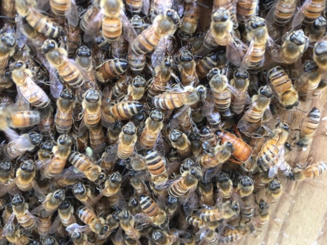 Florida Bee Removal