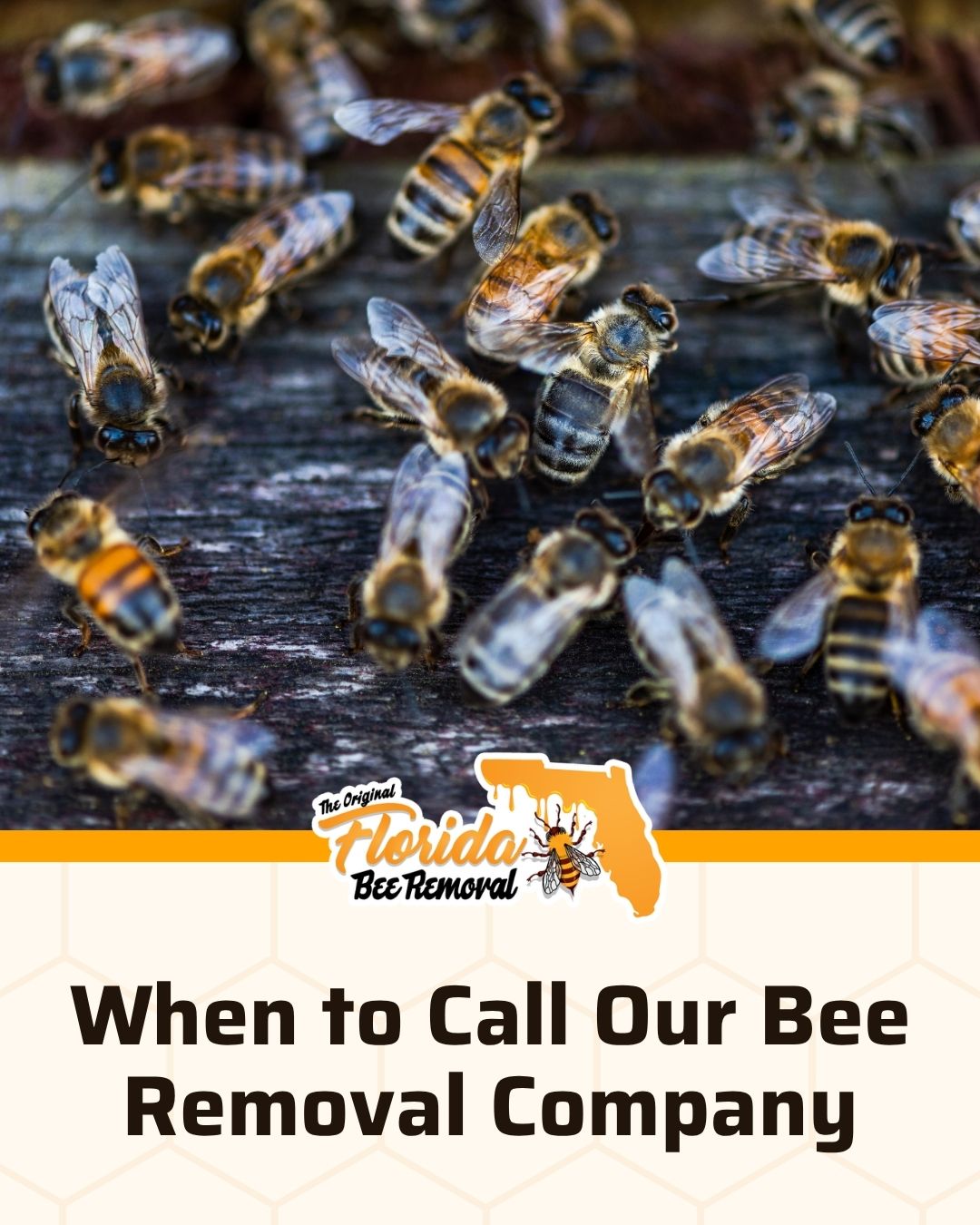 When to Call Our Bee Removal Company