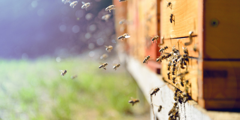 What Factors Affect Bee Removal Cost?